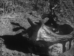 Picasso's ceramics filmed outdoors, in nature settings, Vallauris, France, 1952 Stock Footage