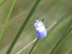 jewel beetle starts a fly Stock Footage