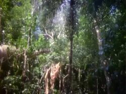 WA High Speed tree fall, deforestation; double exposure view; Panama; Stock Footage