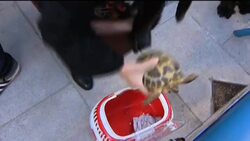 Pet lovers queue to have their animals blessed for religious festival News Clip