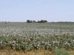 WS View of endless cotton field / New Mexico, United States Stock Footage