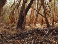 Eucalyptus forest Stock Footage