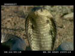 BCU Snouted cobra (aka Egyptian cobra) extending & relaxing its hood, tilt down across body Stock Footage