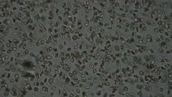 blood cells flying Stock Footage