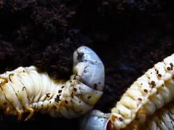 fat white worm Stock Footage