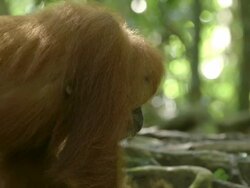 MS Orang utan eating / Bukit Lawang, North Sumatra, Indonesia Stock Footage