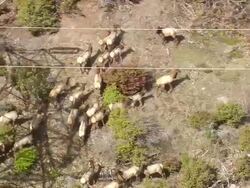 MS AERIAL Elk near High voltage electric pole / Oregon, United States Stock Footage