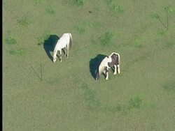 Foot & Mouth Outbreak News Clip