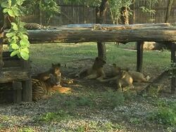 Wide Shot Tigers Safari World Bangkok Thailand Stock Footage