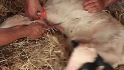 Farmers Cutting the umbilical cord Newborn Calf in Local Farm Stock Footage