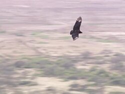 "CU of Black vulture flying over flatlands, Lambayeque Valley, Peru [PerÃƒÂº]" Stock Footage