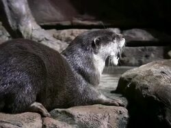MS Clawed are resting other are coming on rock / Atlanta, Georgia, United States Stock Footage