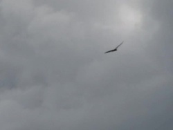 Vulture in the sky 1 - HD 1080/30f Stock Footage