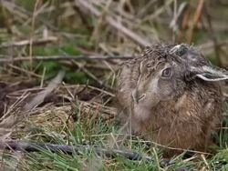 Bird Life At Elmley Marshes Stock Footage