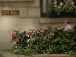 Foliage and traffic in front of City Hall Chicago Stock Footage