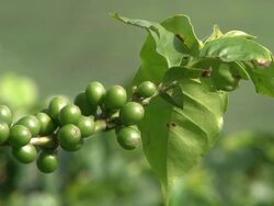 Fairtrade coffee beans at coffee-plantation in Ecuador Stock Footage