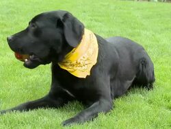 HD SLOW-MOTION: Dog eating an apple Stock Footage