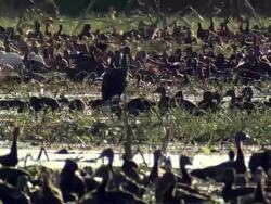 MS Whistling ducks splashing in wetland / Palo Verde, Guanacaste, Costa Rica Stock Footage