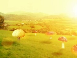 Giant mushrooms Stock Footage