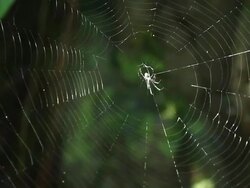 Spider on spiderweb. Stock Footage