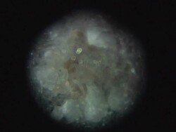 Spider nest Stock Footage