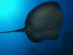 Marble Ray, close up, Costa Rica, Pacific Ocean  Stock Footage