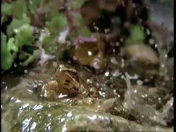 High Speed - MCU rain falling on frog, jumps out of shot Stock Footage