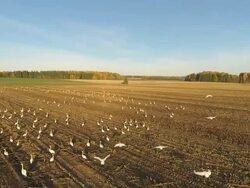 White swans on field Stock Footage