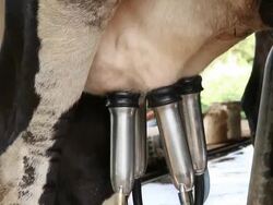 Cow milking facility in the farm Stock Footage