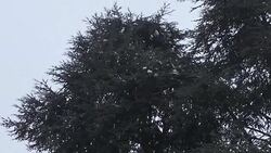 CLEAN : Paris region newly covered in snow News Clip