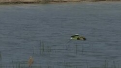 Olympic golf course holds wildlife and hopes for sport News Clip