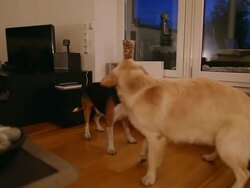 MS Shot of golden retriever and a beagle playing together / Duisburg, Germany Stock Footage