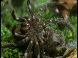 CU Tarantula on back moving slowly in water, Amazon, South America Stock Footage