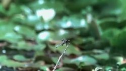 Dragonflies: The Flying Aces Of The Insect World Instructional Video