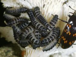 Female Pleasing Fungus Beetle (Erotylidae) with brood of larvae Stock Footage