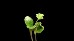 Pumpkin seedlings sprout against a black background. Stock Footage