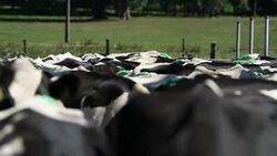 group of cows backs Stock Footage