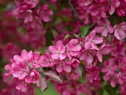 CU ZO Shot of Apple Trees blossom in spring / Moscow, Russia Stock Footage