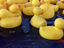 Yellow Rubber Duckies Stock Footage