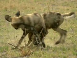 MS TS African wild dog pups playing and interacting / Okavango Delta, North West District, Botswana Stock Footage