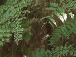 Tropical mosquitos swam Stock Footage