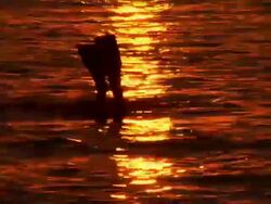 HD: Diving At Sunset Stock Footage