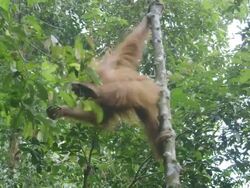 MS Young orang utan swinging through trees / Bukit Lawang, North Sumatra, Indonesia Stock Footage