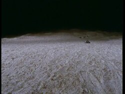 WA baby yellow spotted turtle running towards camera, at night, Amazon, South America Stock Footage