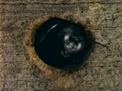 CU Carpenter bee emerging from nest entrance, USA Stock Footage