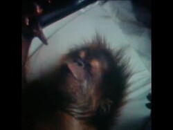 SYND 18 5 71 BABY ORANGUTAN News Clip