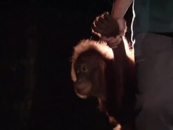 Orangutan climbing a thin tree Stock Footage
