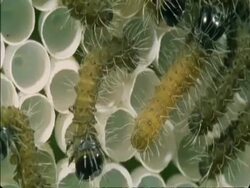 CU Caterpillars crawling on empty egg shells, Botswana, Africa Stock Footage