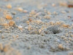 Crab in action Stock Footage