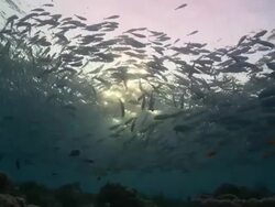Silhouette of school of Bigeye Trevallies (Caranx sexfasciatus) circling sunburst at dawn, another school enters frame, Vaavu Atoll, The Maldives Stock Footage